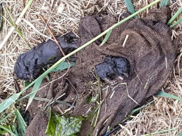 Elbe-Elster: Tote Katzenkinder in einem Sack im Wasser gefunden