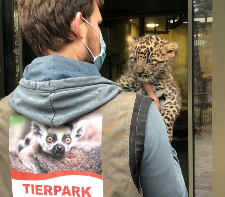 Nachwuchs Leoparden Tierpark Cottbus