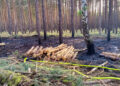 Waldbrand in Schiebsdorf; Foto: Blaulichtreport Lausitz