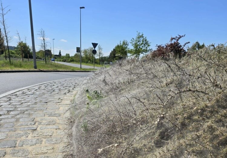 Die Gespinstmotte am Kreisel Pappelallee-Nordring (Bild: Jan Gloßmann / Stadt Cottbus)