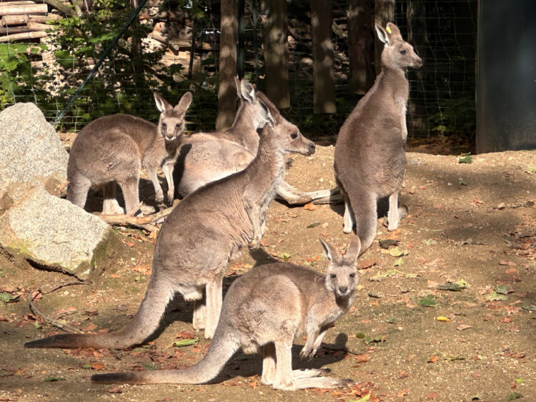 Foto: www.zoo-goerlitz.de, C. Hammer