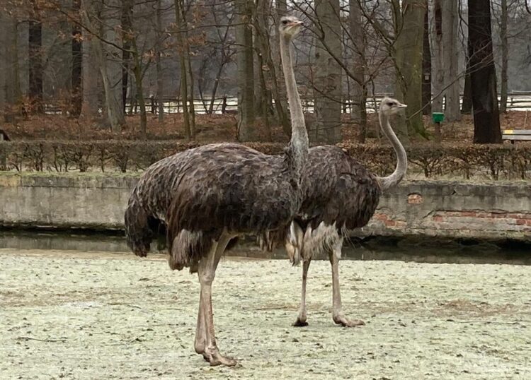 Bild: Tierpark Cottbus via Facebook