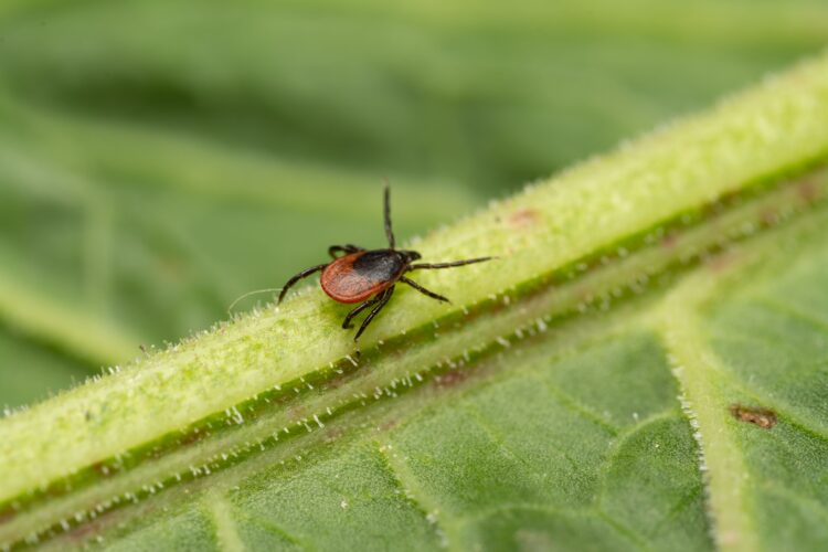 A macro shot of a bloodsucker tick standing on a leaf.